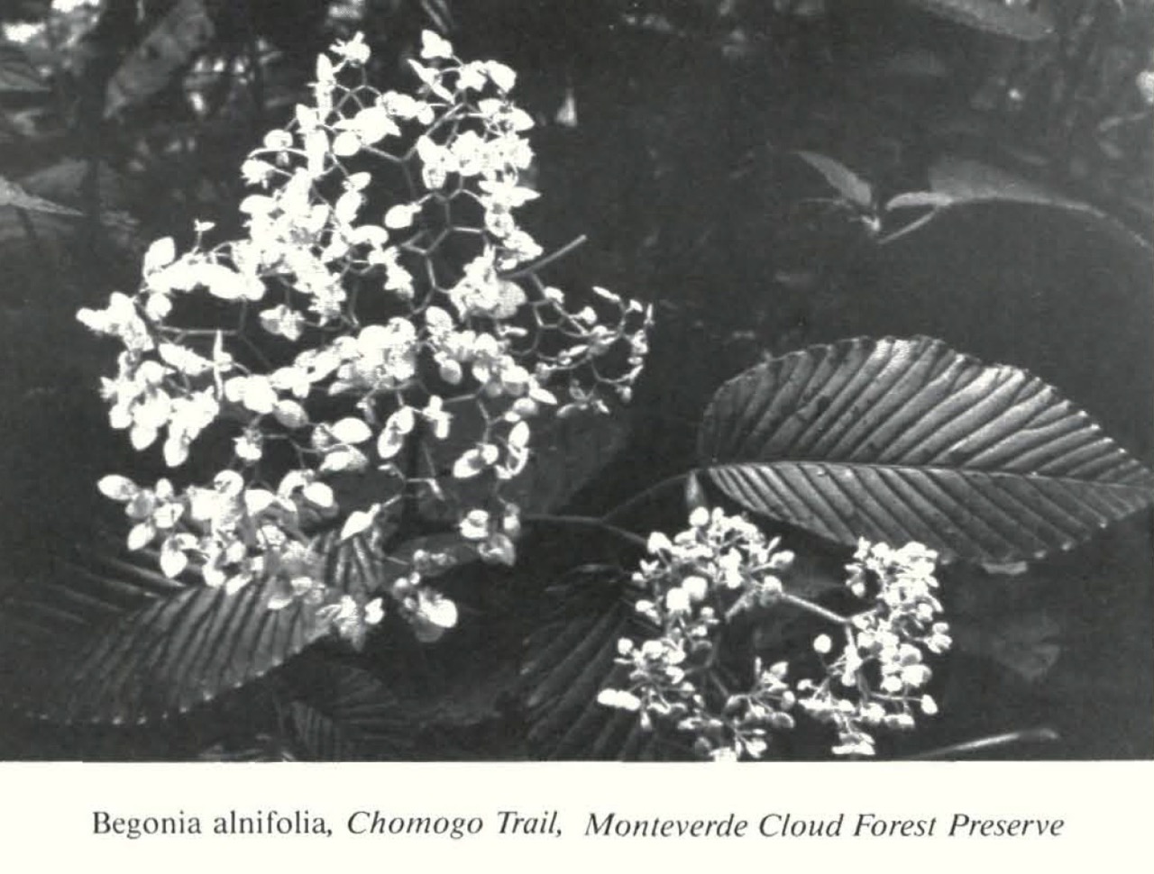 B. alnifolia